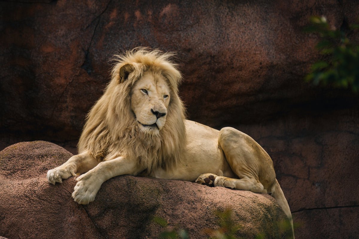 Lion lying on a rock in a natural setting